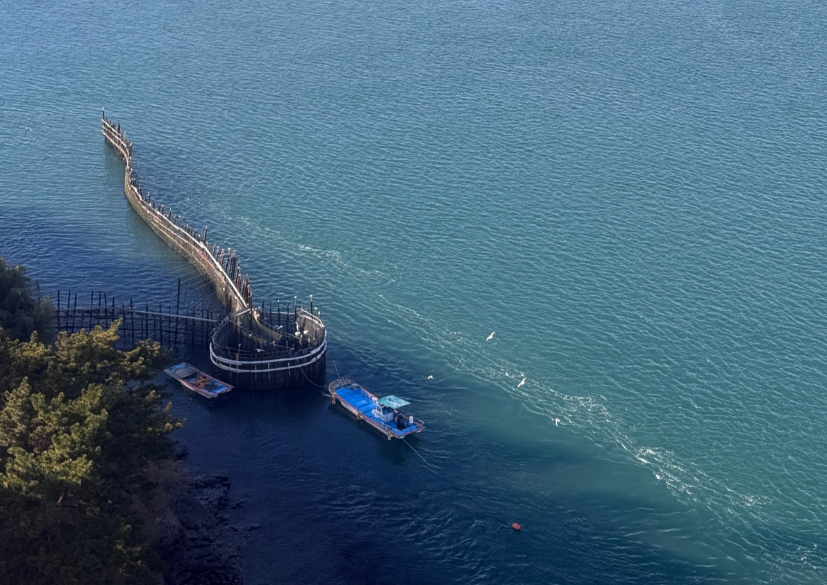 토종돌고래 상괭이 발견!
